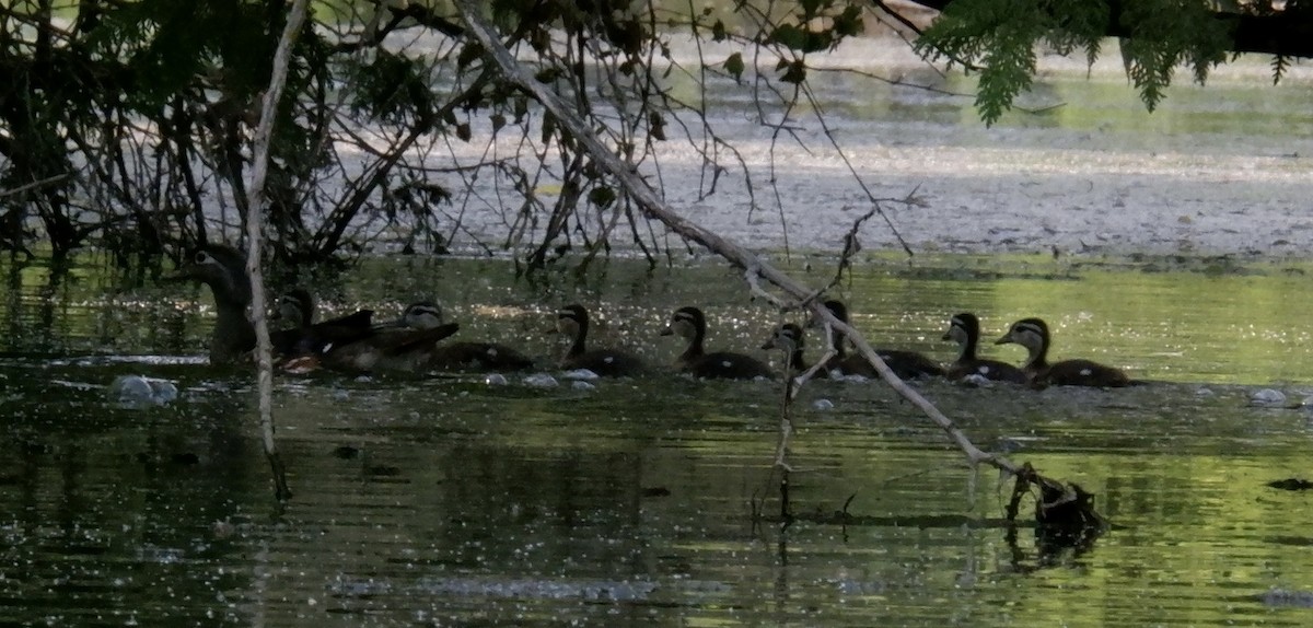 Wood Duck - ML620626284