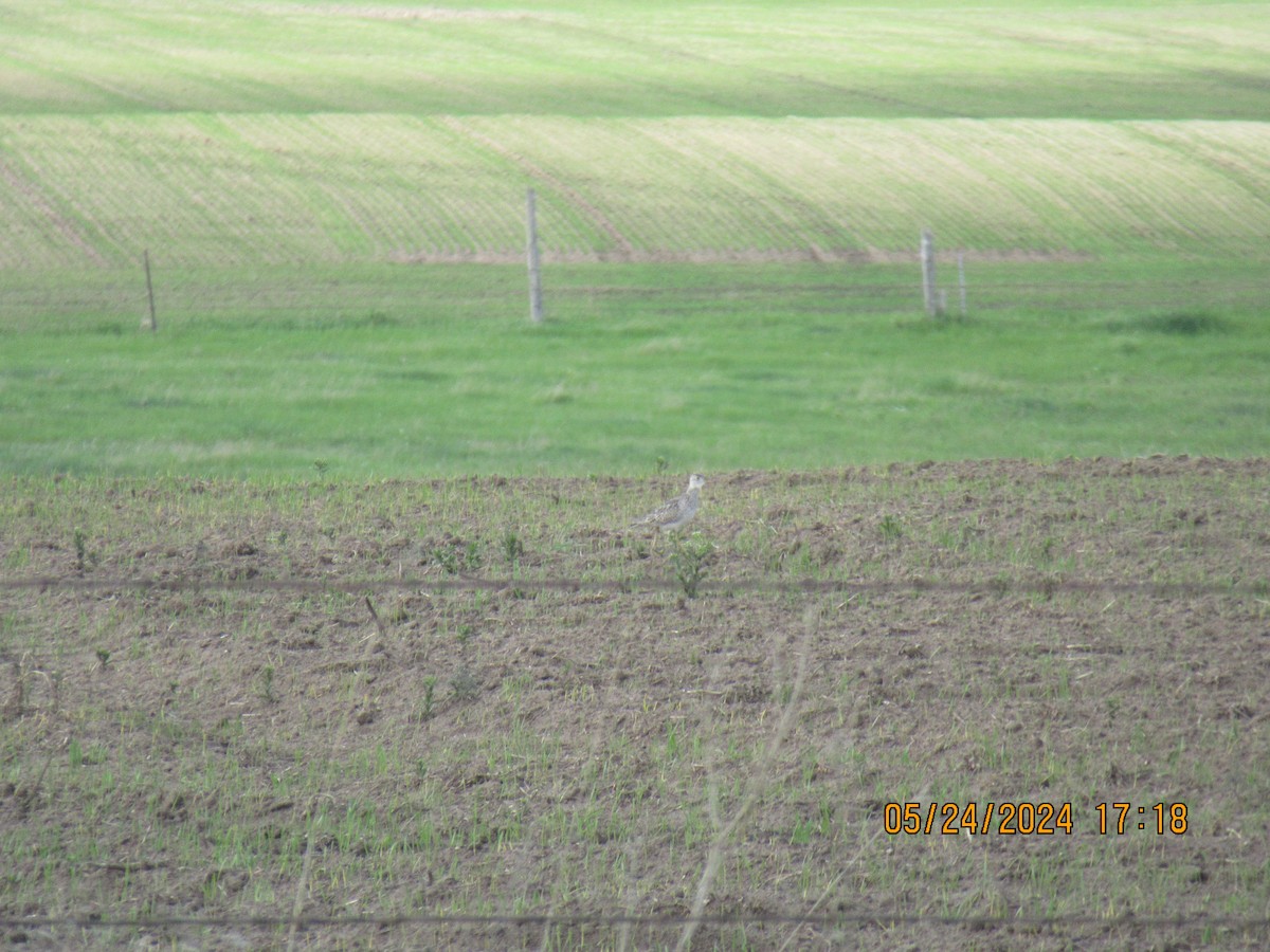 Upland Sandpiper - ML620626286