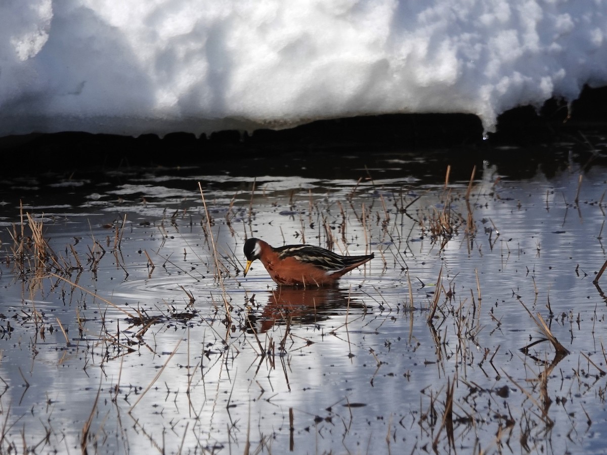 Red Phalarope - ML620626287