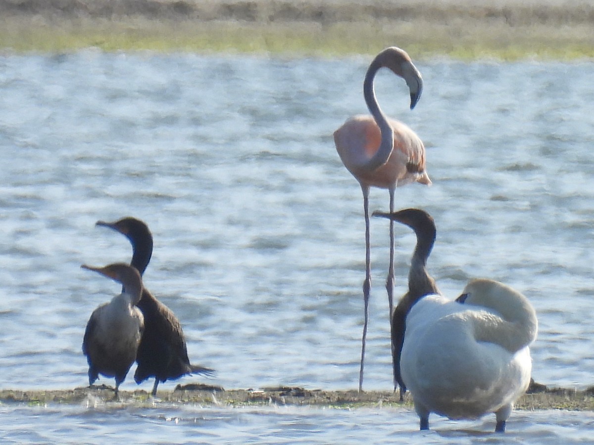 American Flamingo - ML620626288