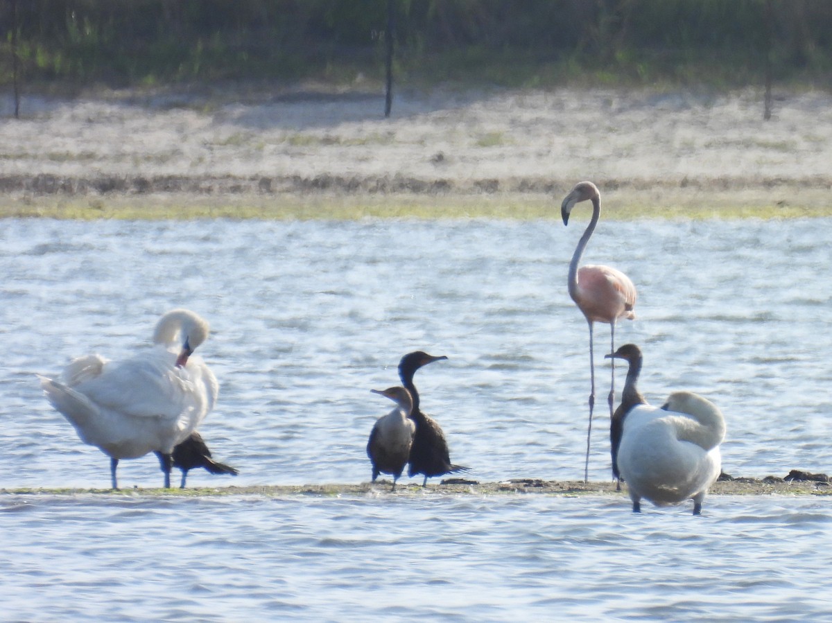 American Flamingo - ML620626289