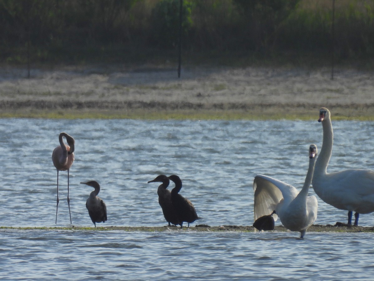 American Flamingo - ML620626290