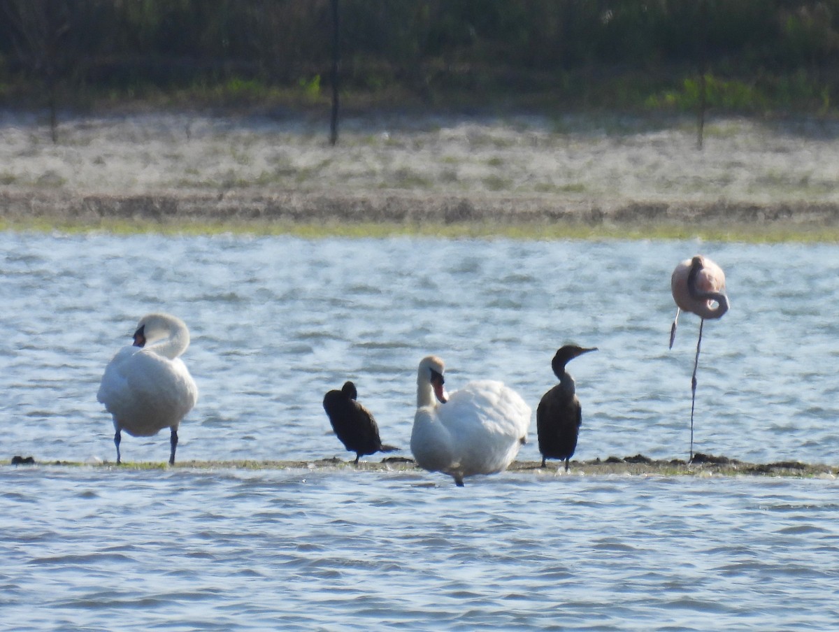 American Flamingo - ML620626291