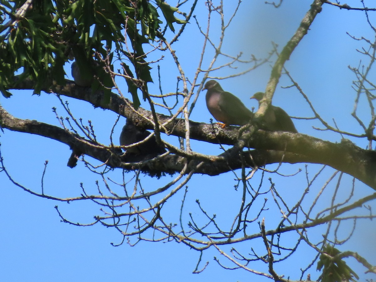 Band-tailed Pigeon - ML620626297