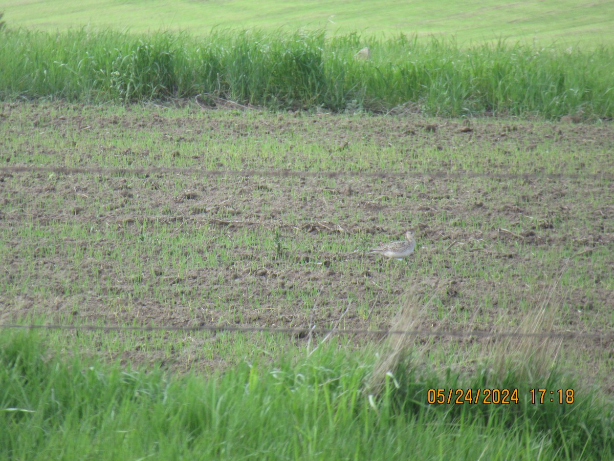 Upland Sandpiper - ML620626299