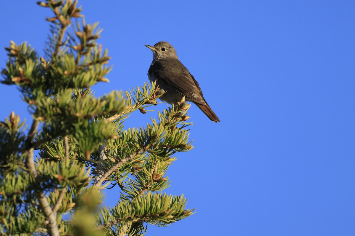 Hermit Thrush - ML620626300