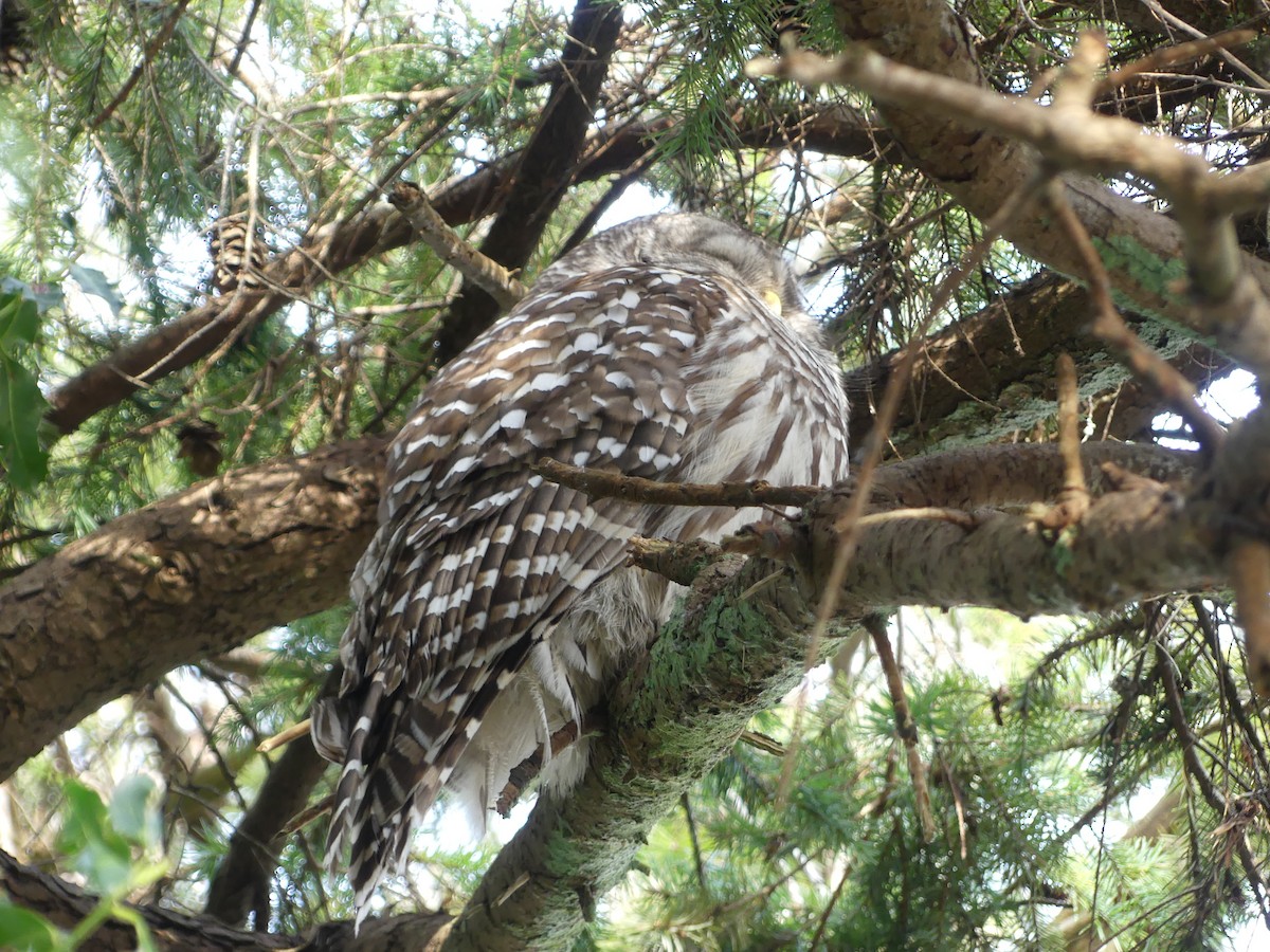 Barred Owl - ML620626304