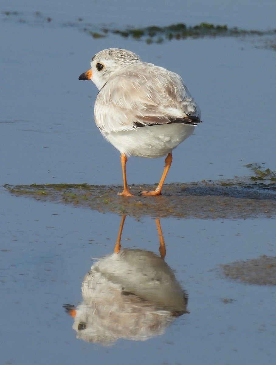 Piping Plover - ML620626305