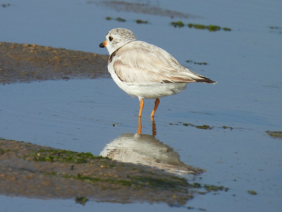 Piping Plover - ML620626306