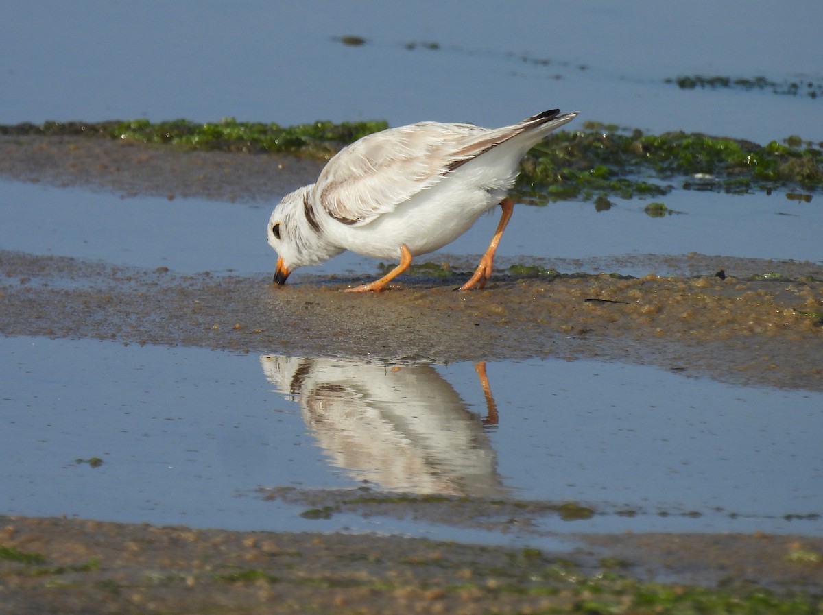 Piping Plover - ML620626307