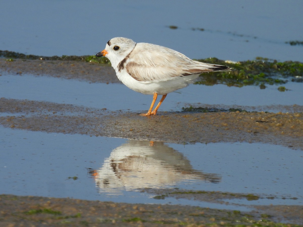 Piping Plover - ML620626308