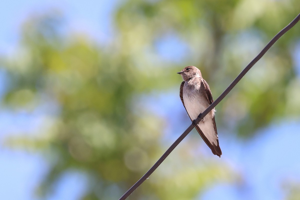 Northern Rough-winged Swallow - ML620626311