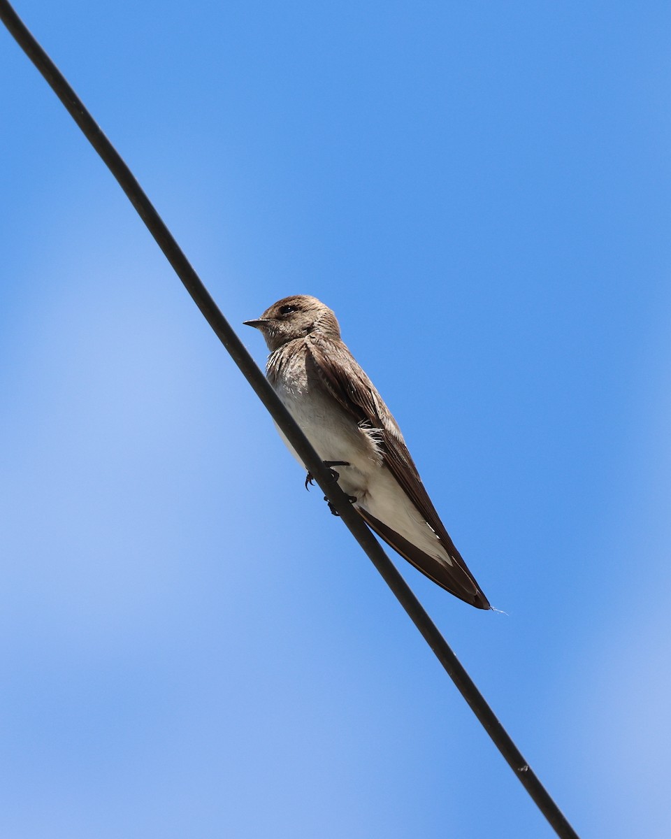 Northern Rough-winged Swallow - ML620626312