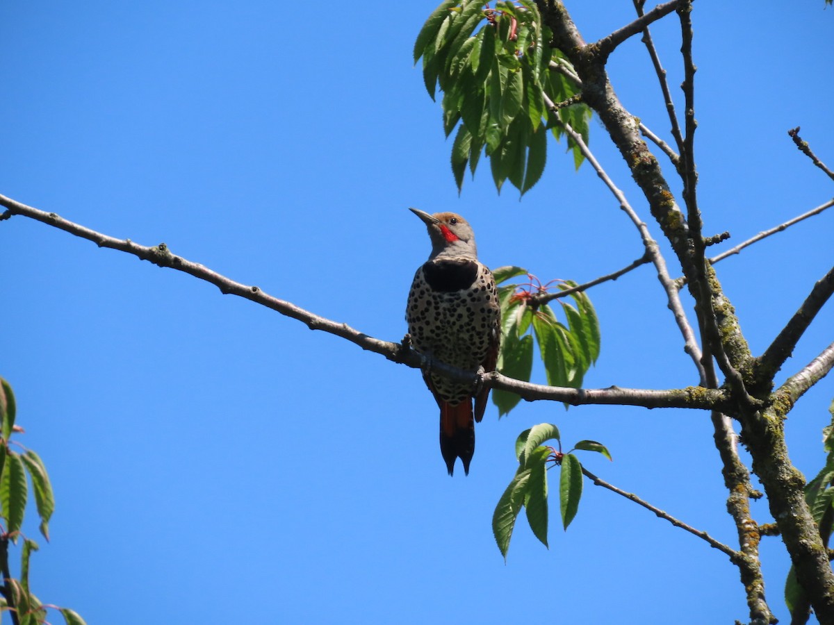 Northern Flicker - ML620626314