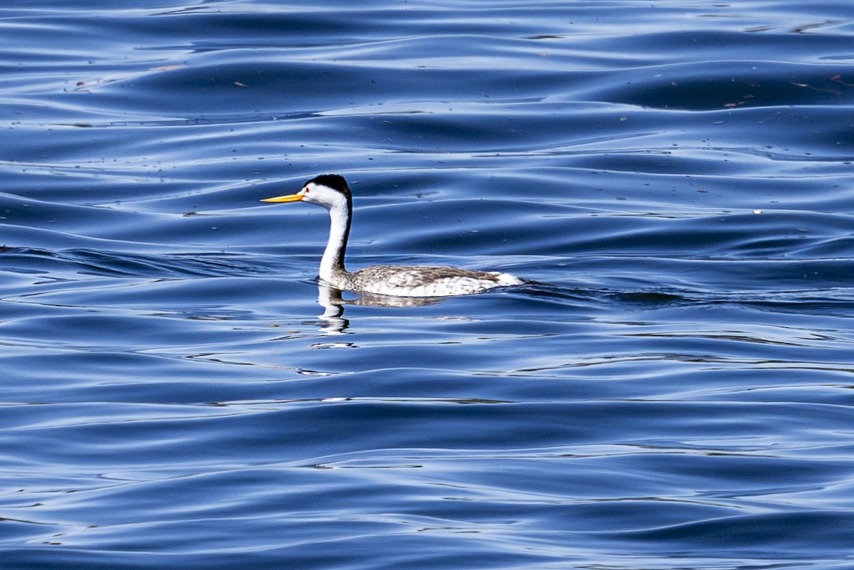 Clark's Grebe - ML620626316