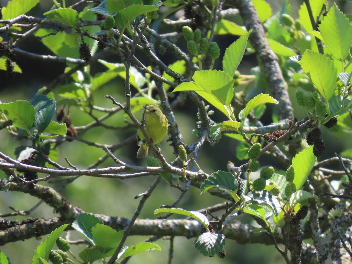 Orange-crowned Warbler - ML620626317