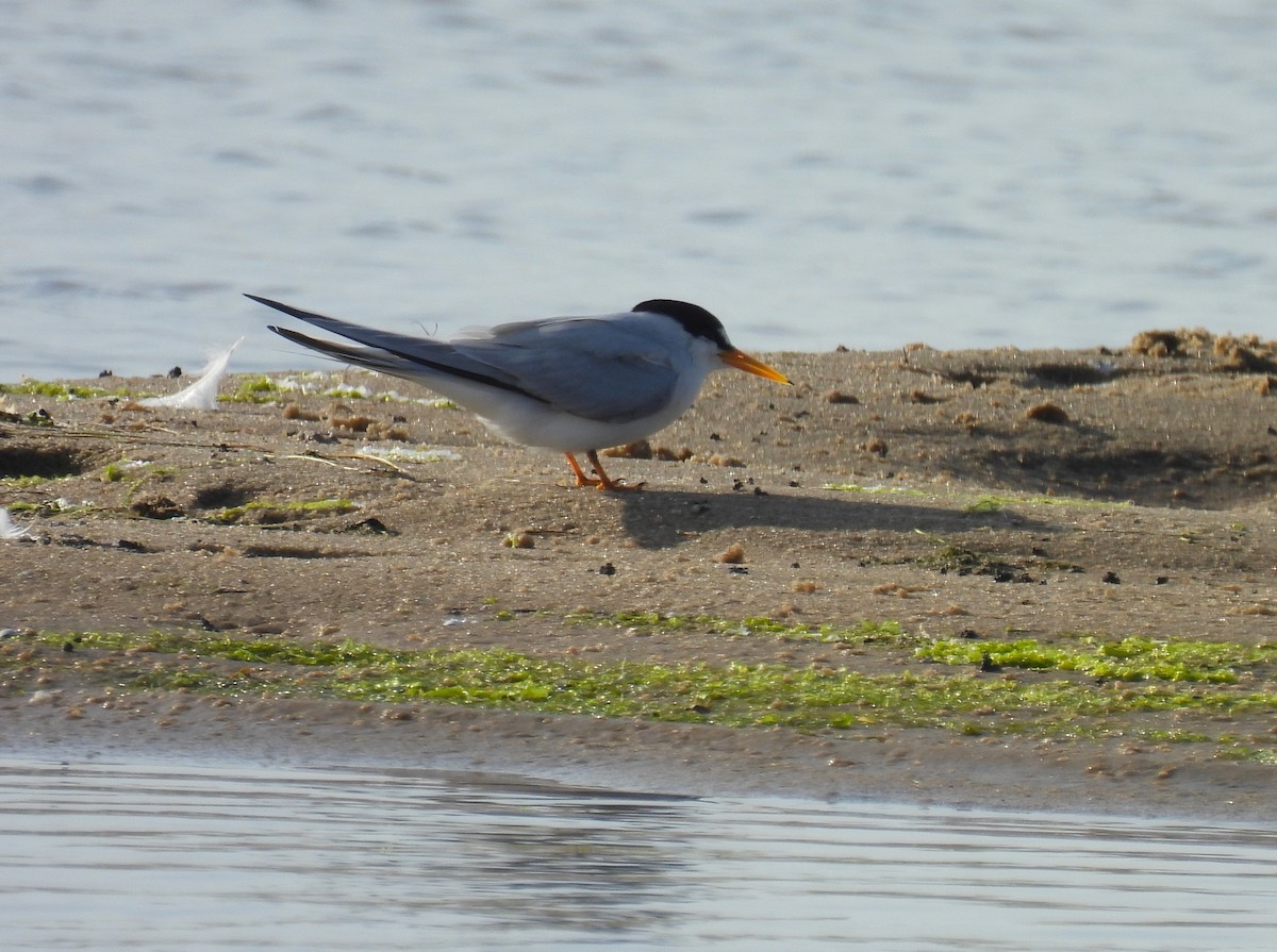 Least Tern - ML620626324