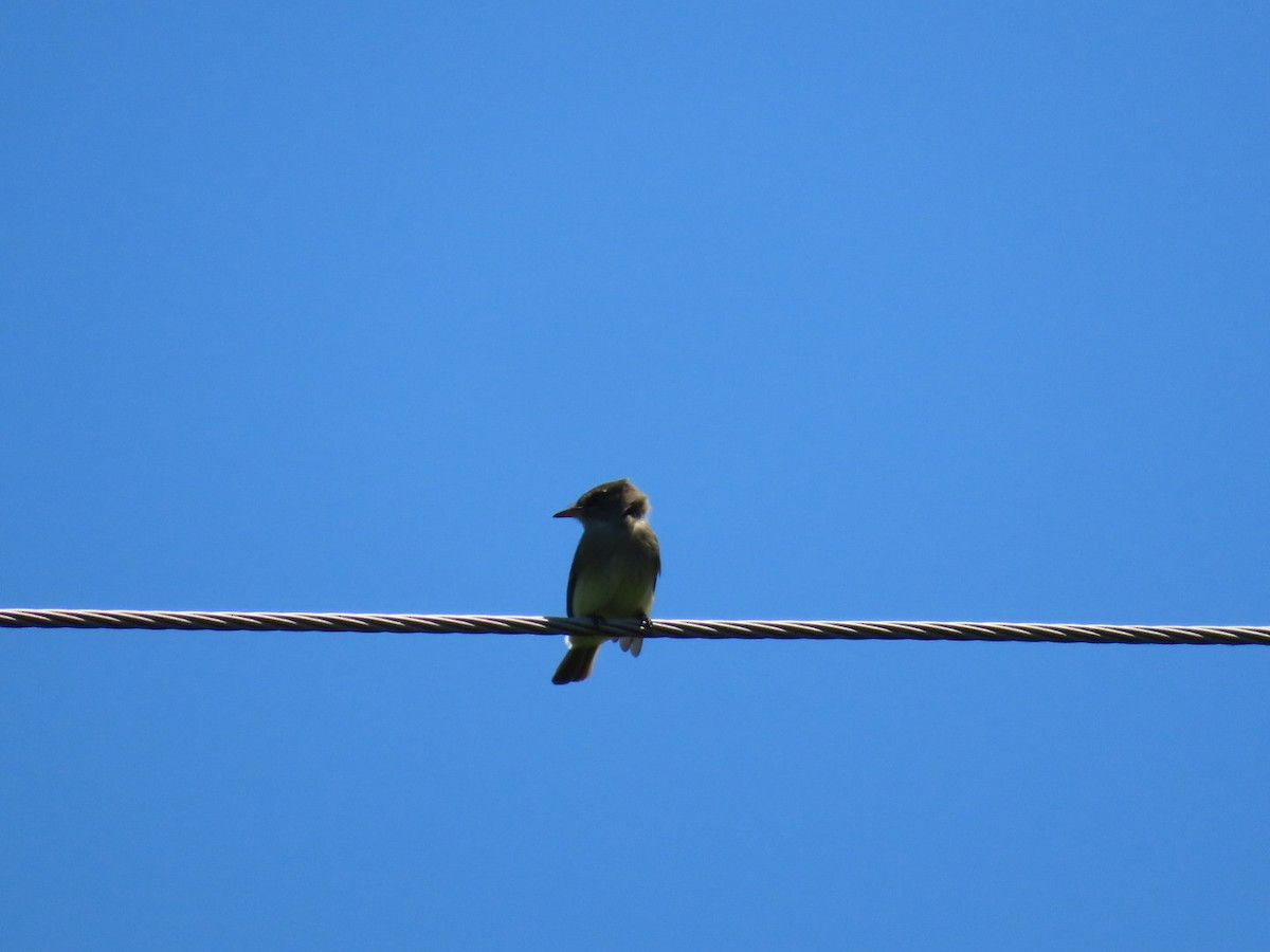 Willow Flycatcher - ML620626331