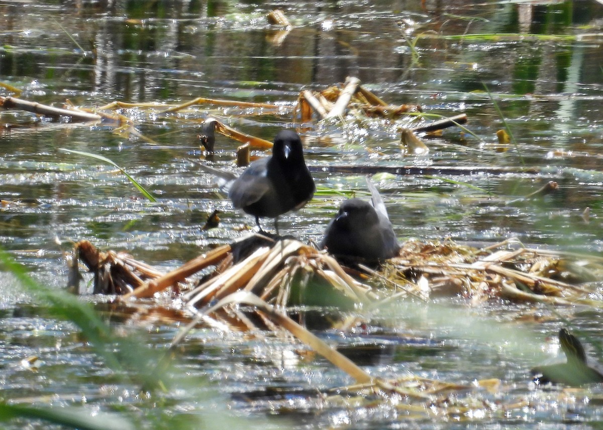 Black Tern - ML620626332