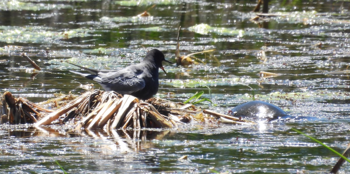 Black Tern - ML620626334