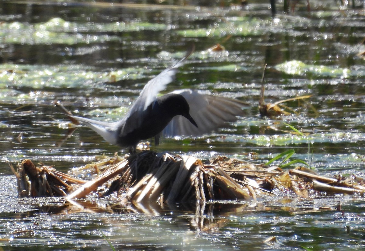 Black Tern - ML620626336