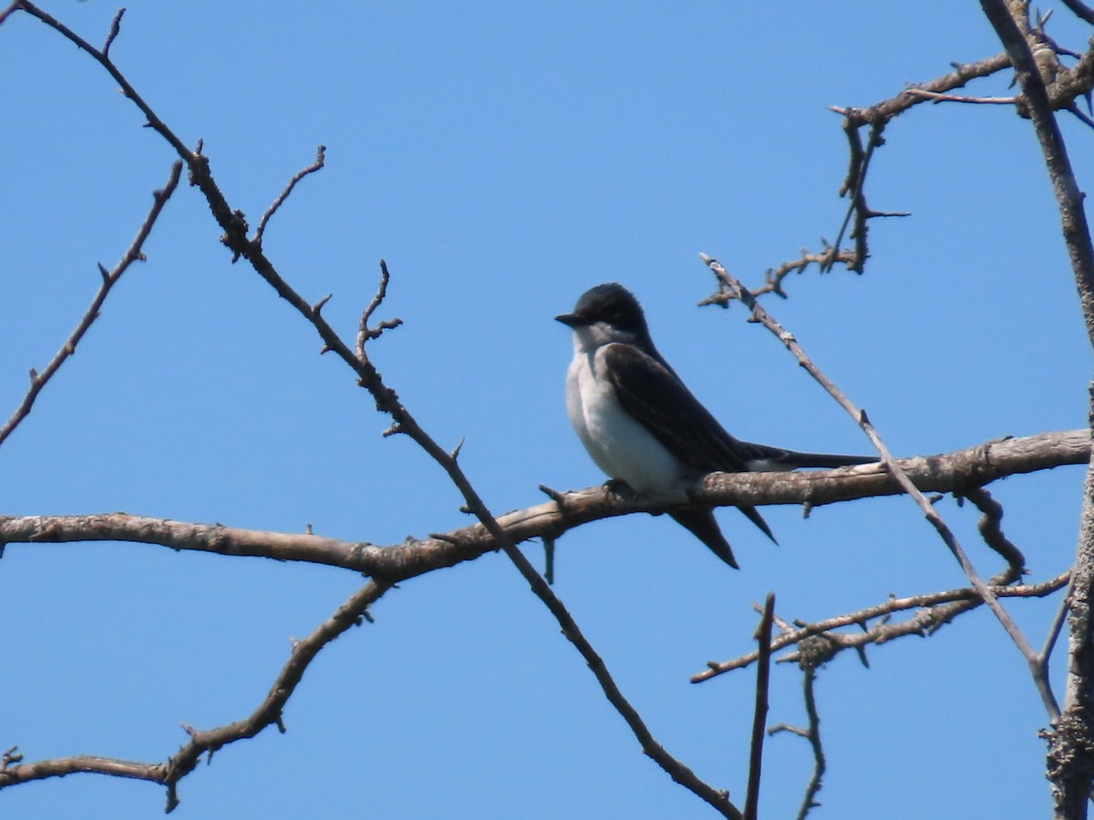 Eastern Kingbird - ML620626342