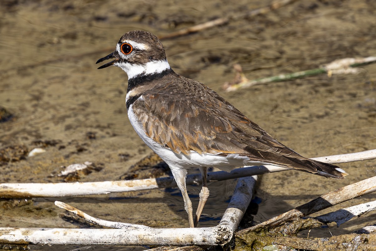 Killdeer - ML620626343