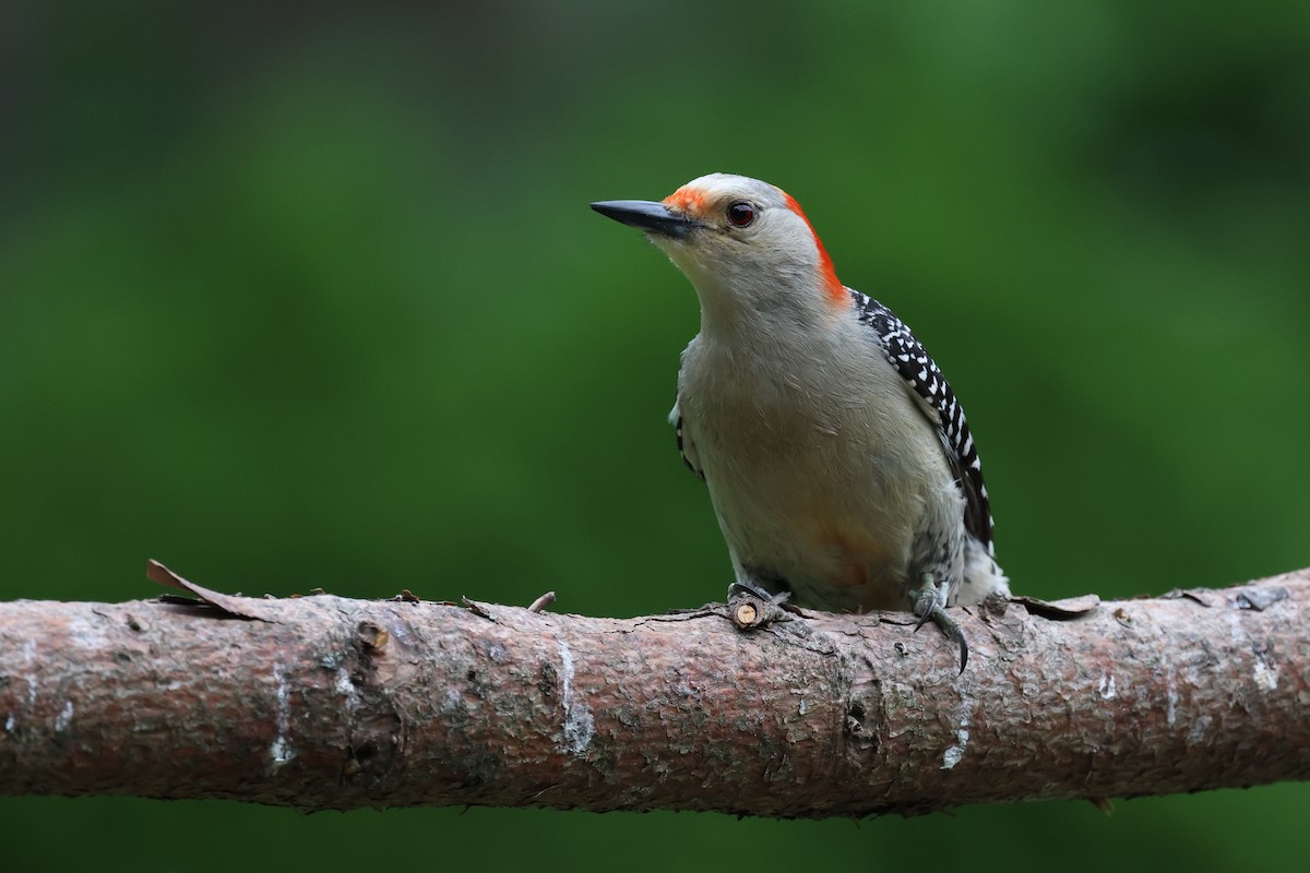 Red-bellied Woodpecker - ML620626345