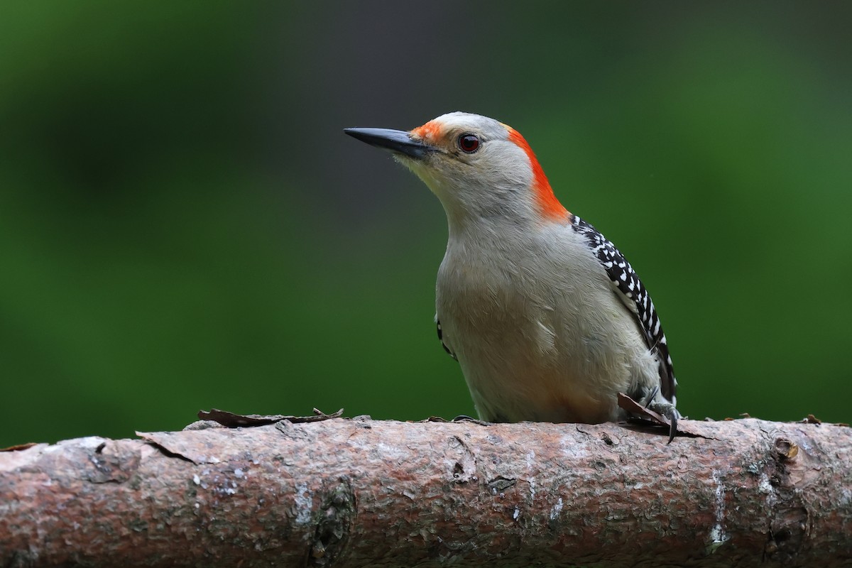 Red-bellied Woodpecker - ML620626347