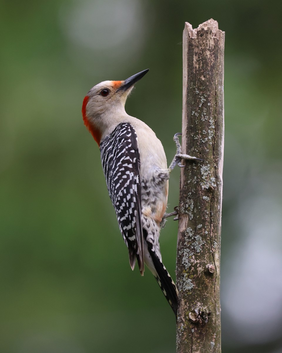 Red-bellied Woodpecker - ML620626348