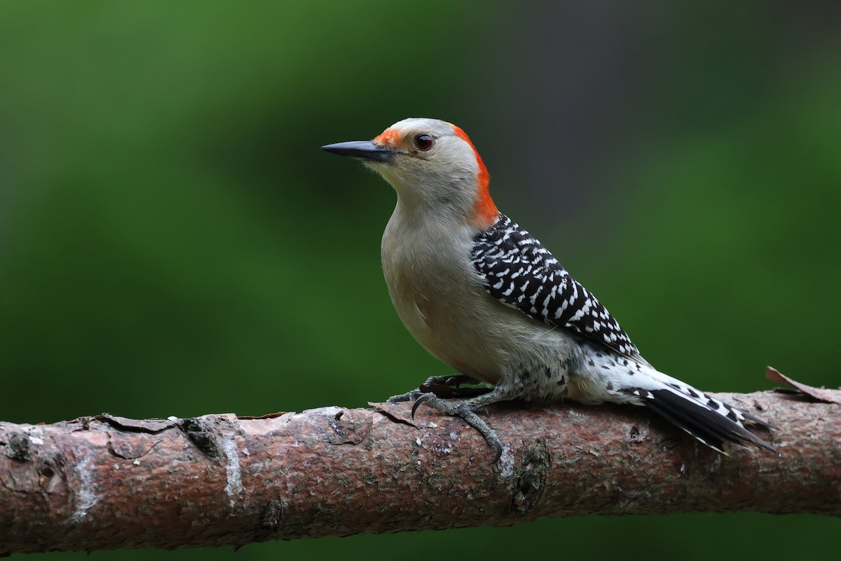 Red-bellied Woodpecker - ML620626349