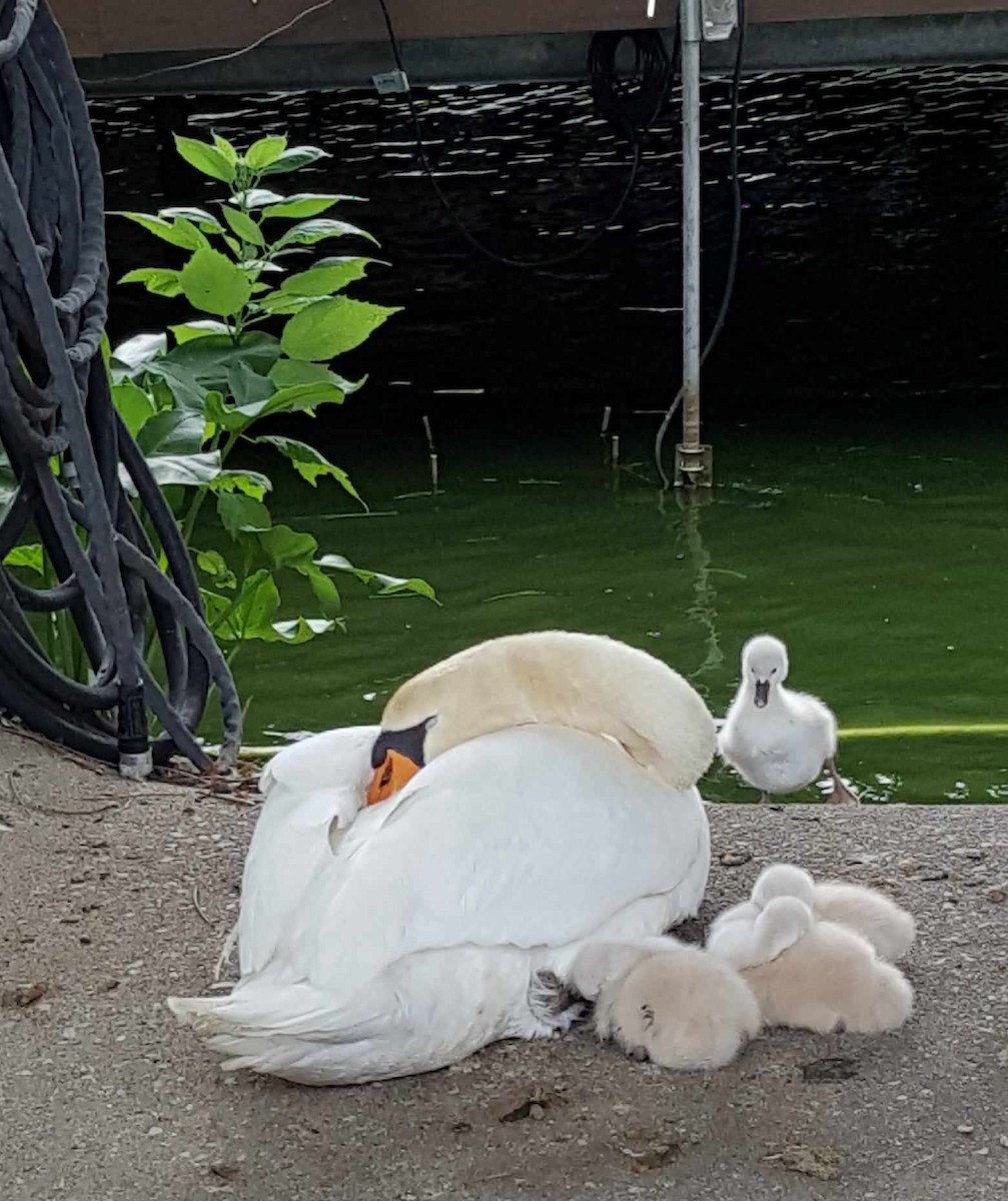 Mute Swan - ML620626352