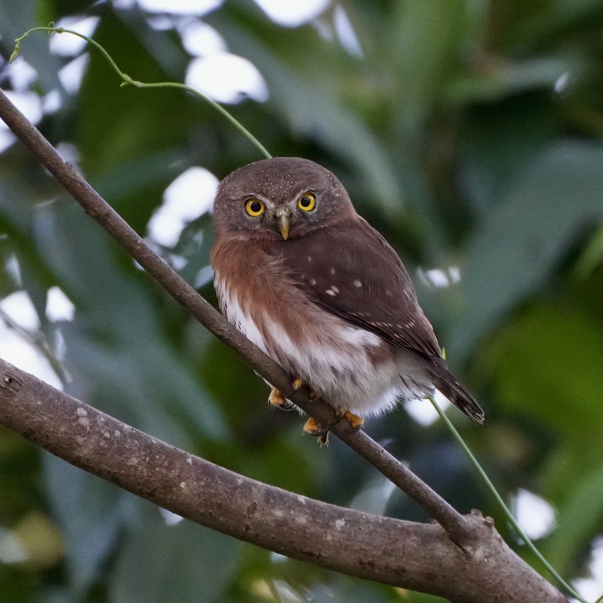 Least Pygmy-Owl - Charlene Fan