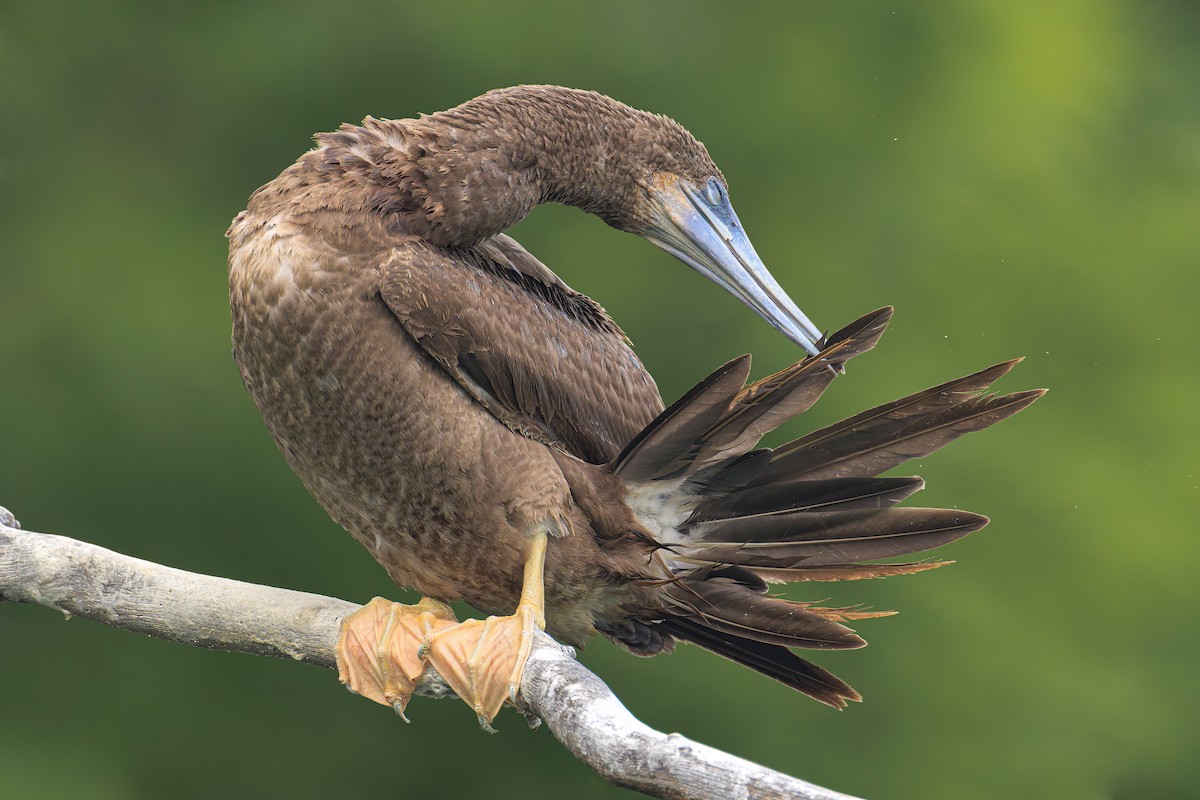 Brown Booby - ML620626357