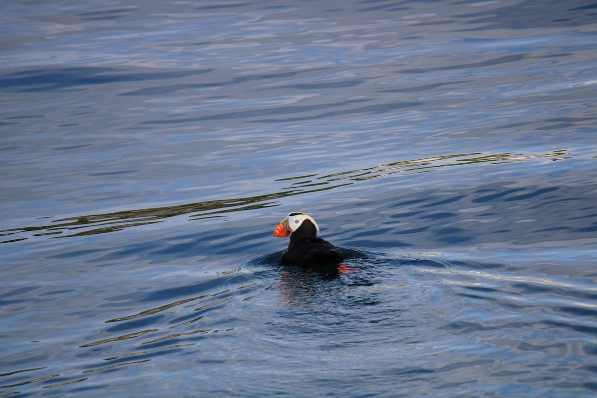 Tufted Puffin - ML620626365