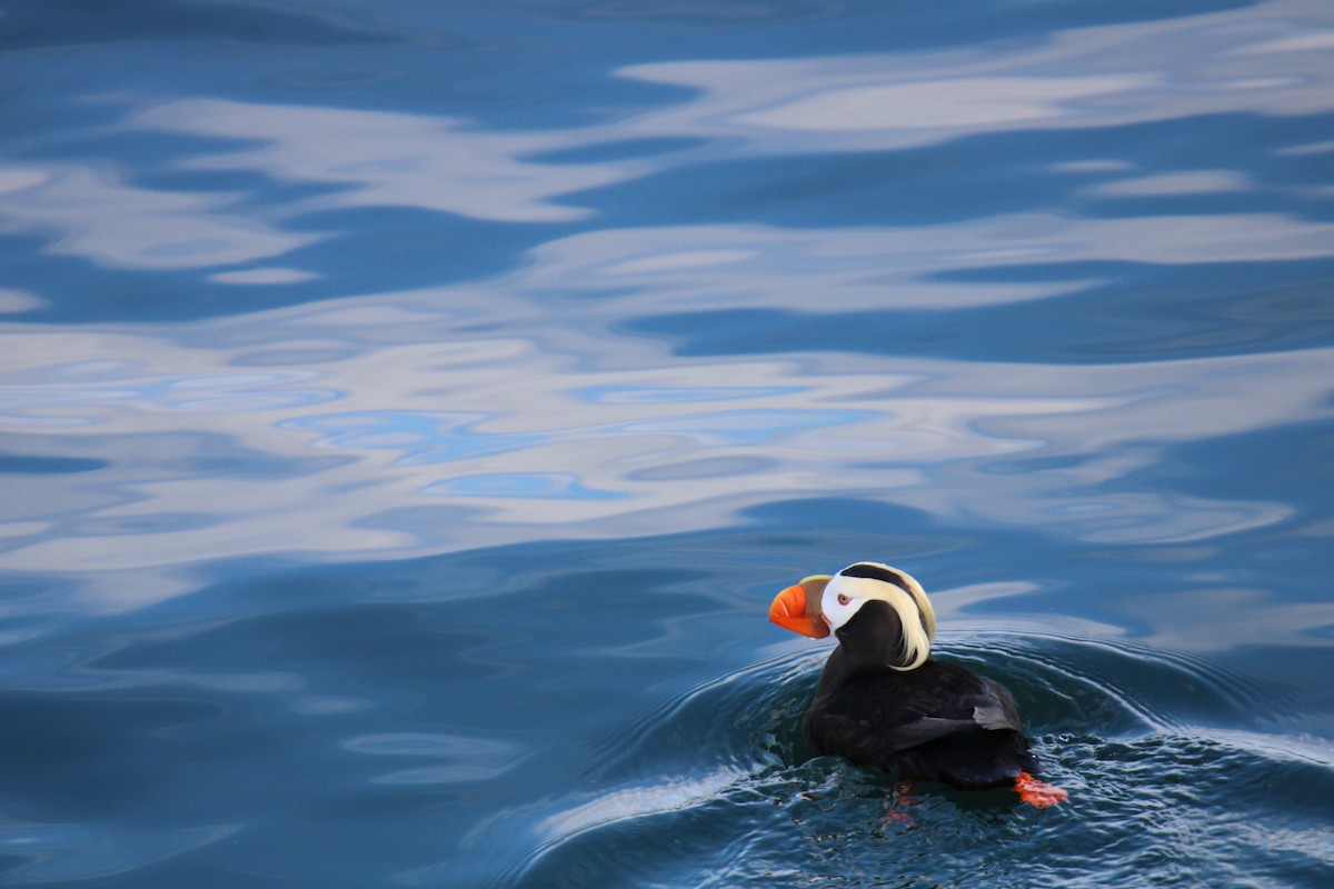 Tufted Puffin - ML620626366