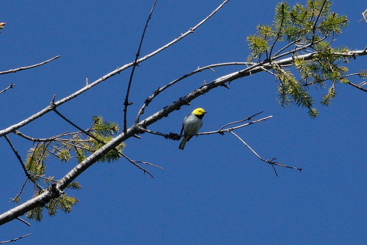 Hermit Warbler - ML620626370