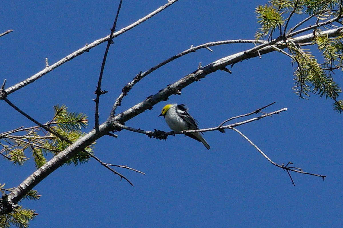 Hermit Warbler - ML620626371