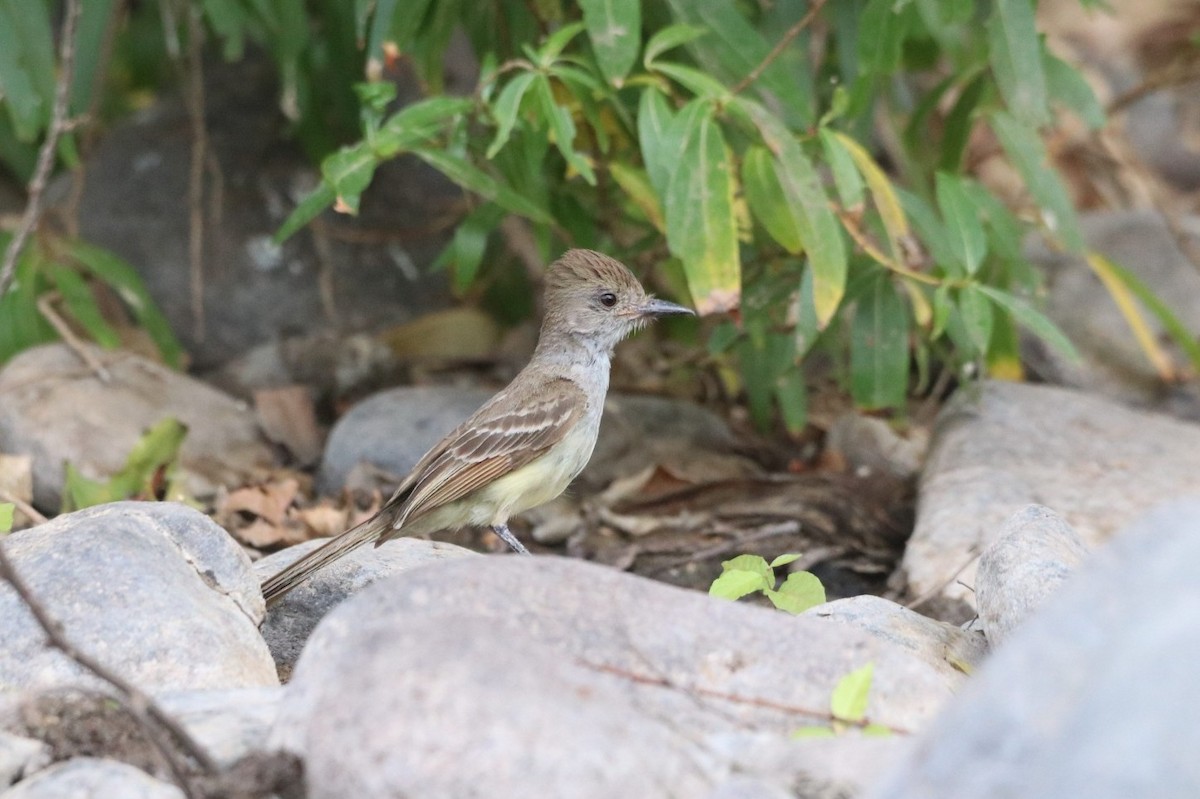 Nutting's Flycatcher - ML620626372