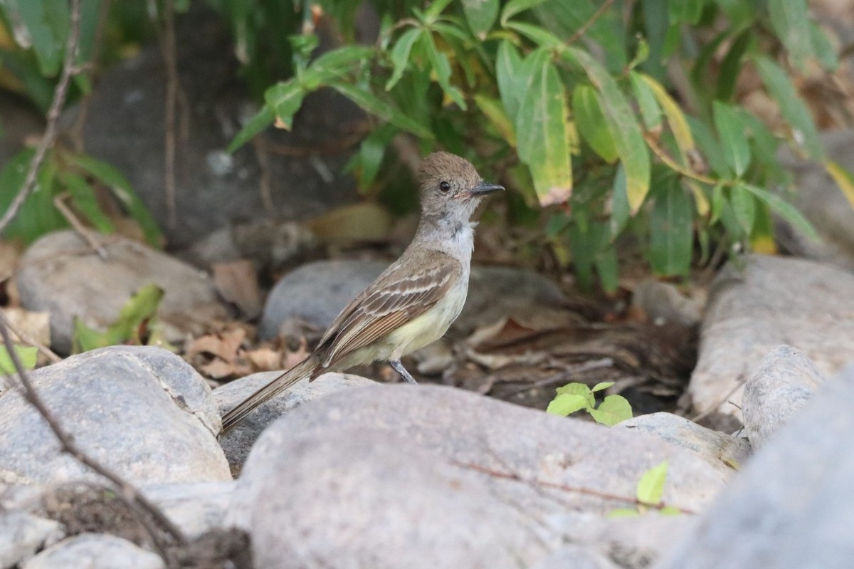 Nutting's Flycatcher - ML620626373