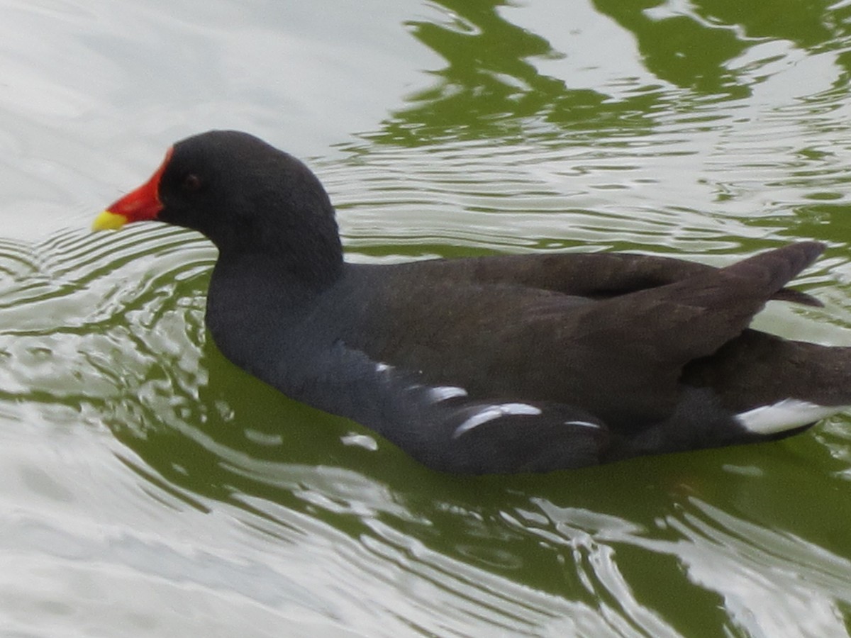 Gallinule poule-d'eau - ML620626374