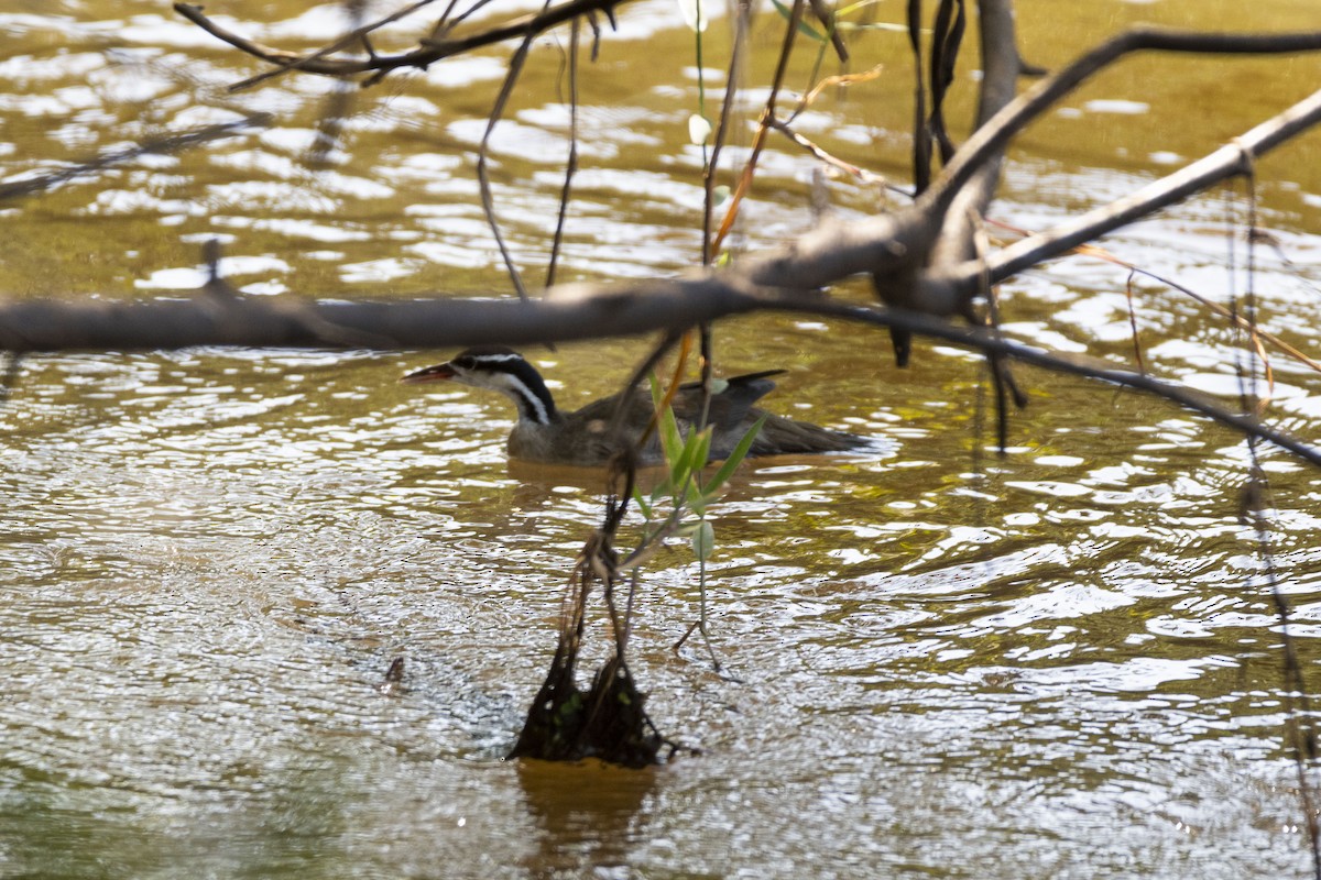 Sungrebe - ML620626375