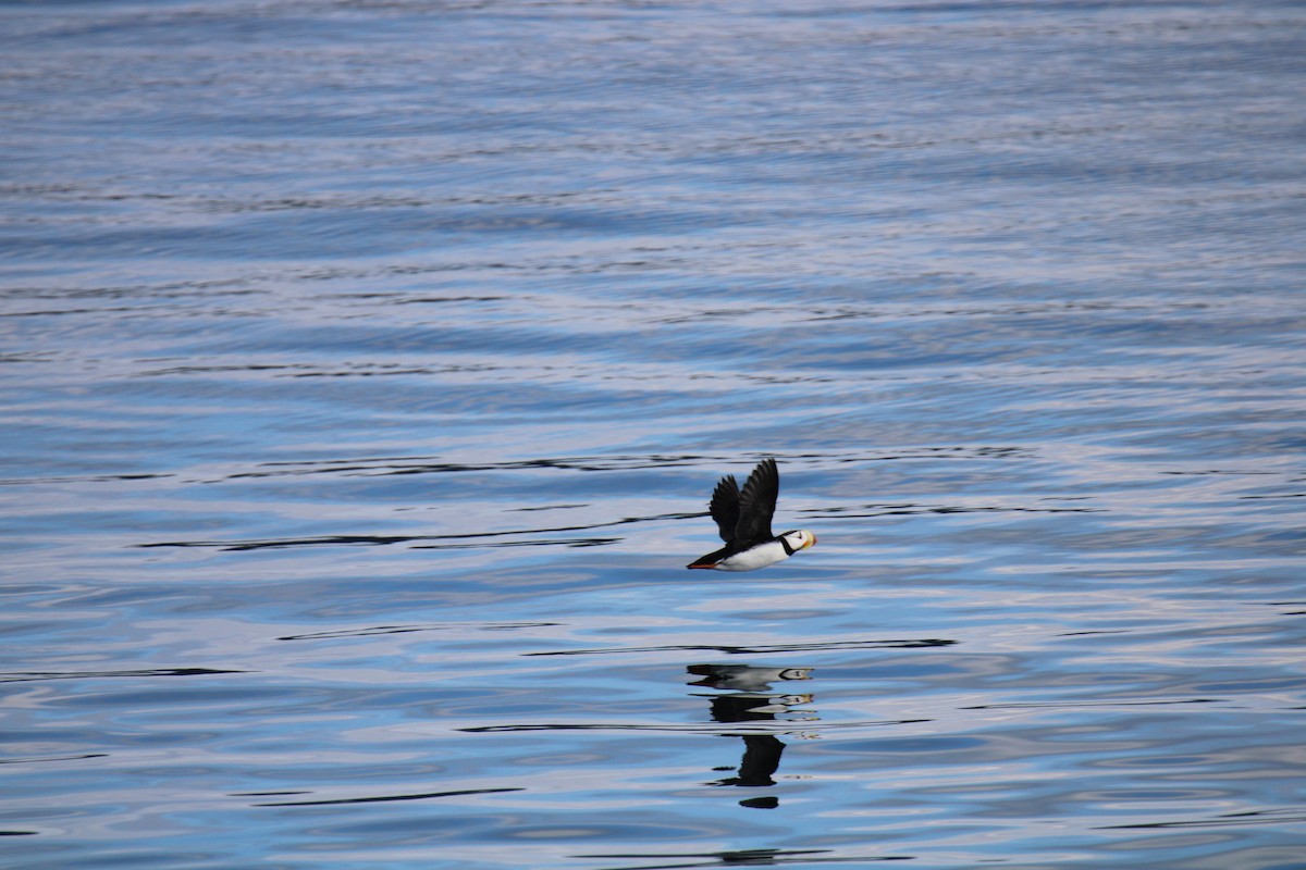 Horned Puffin - ML620626376