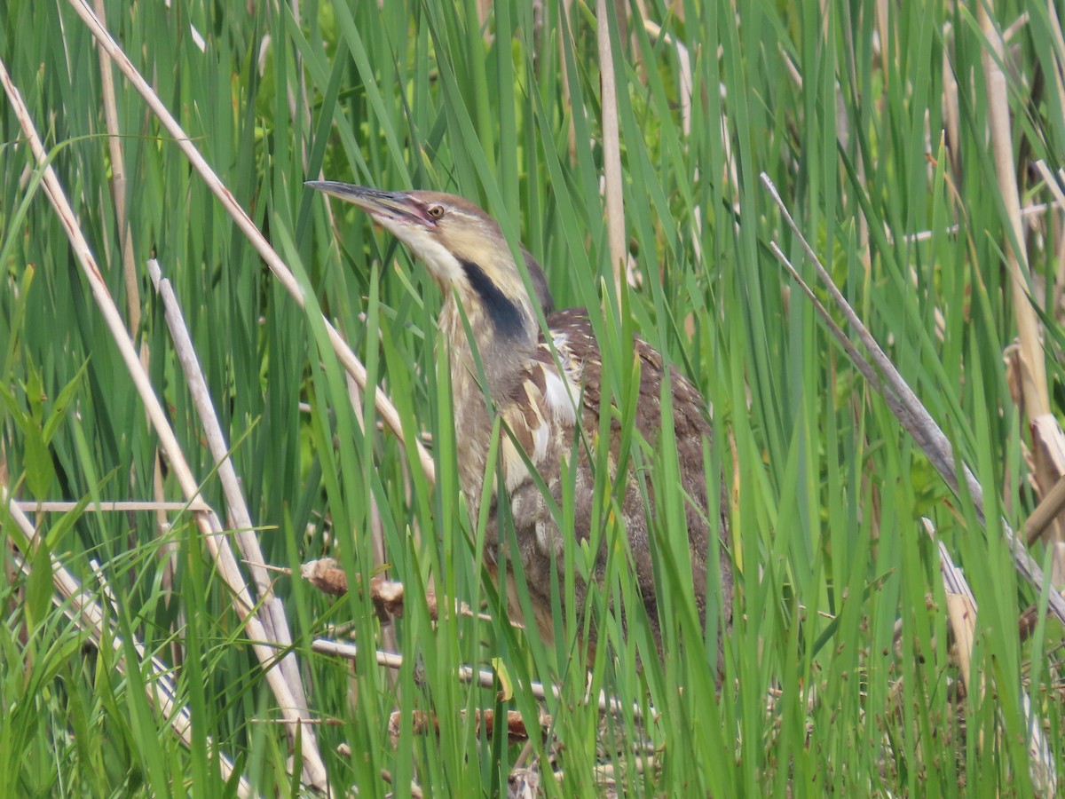 American Bittern - ML620626378