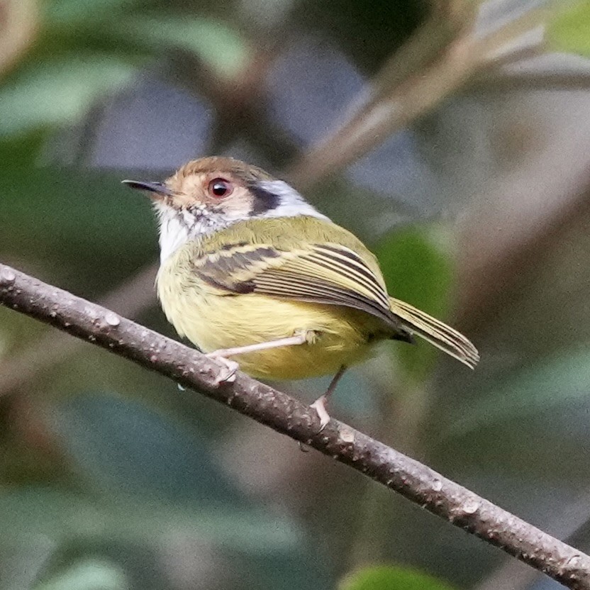 ミミグロコビトタイランチョウ - ML620626379