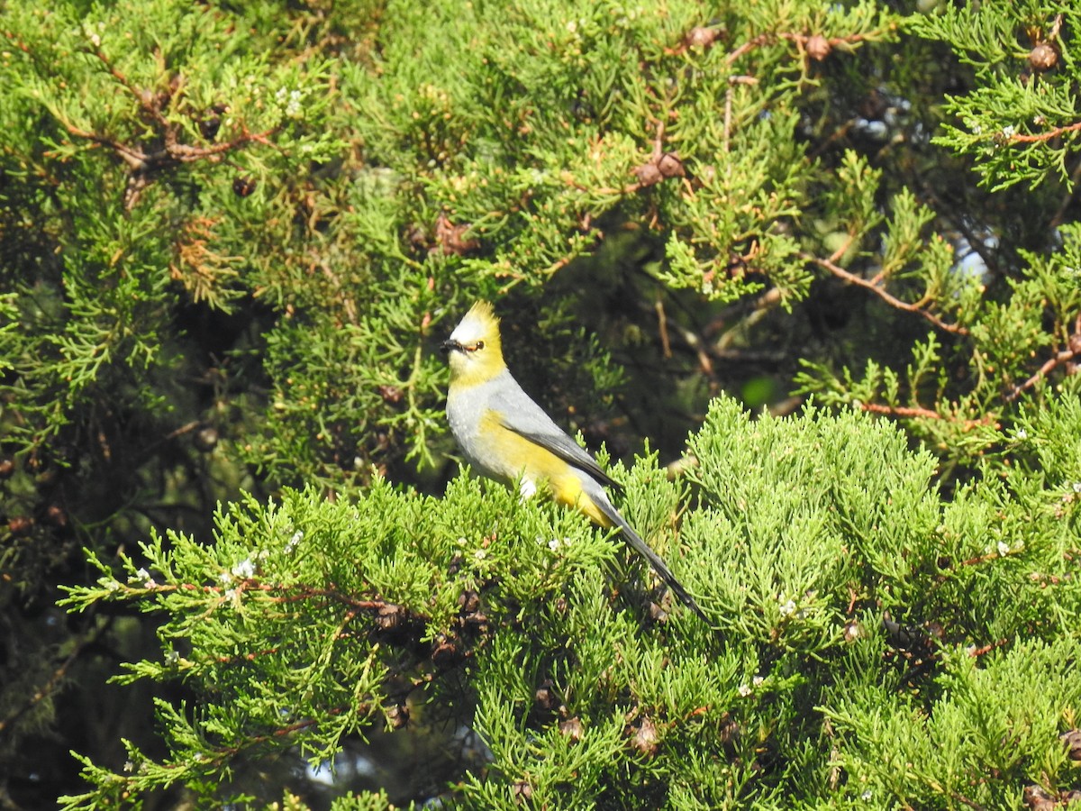 Long-tailed Silky-flycatcher - ML620626381