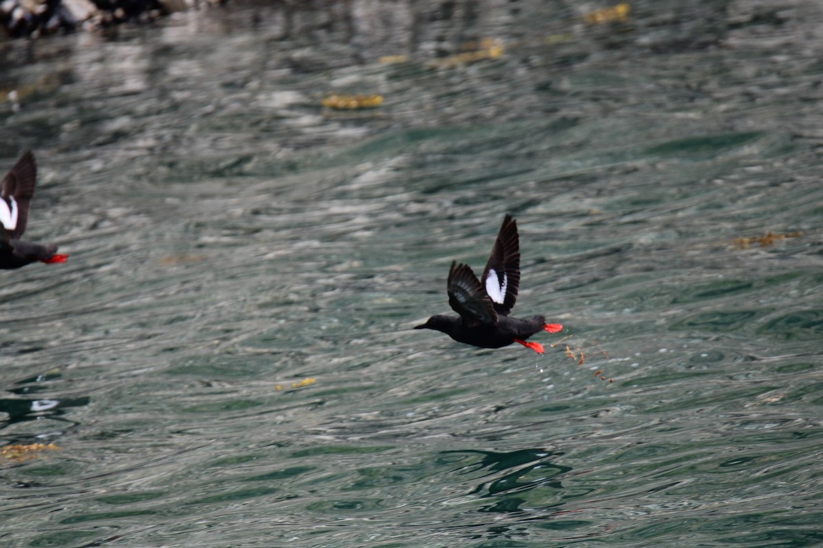 Pigeon Guillemot - ML620626383