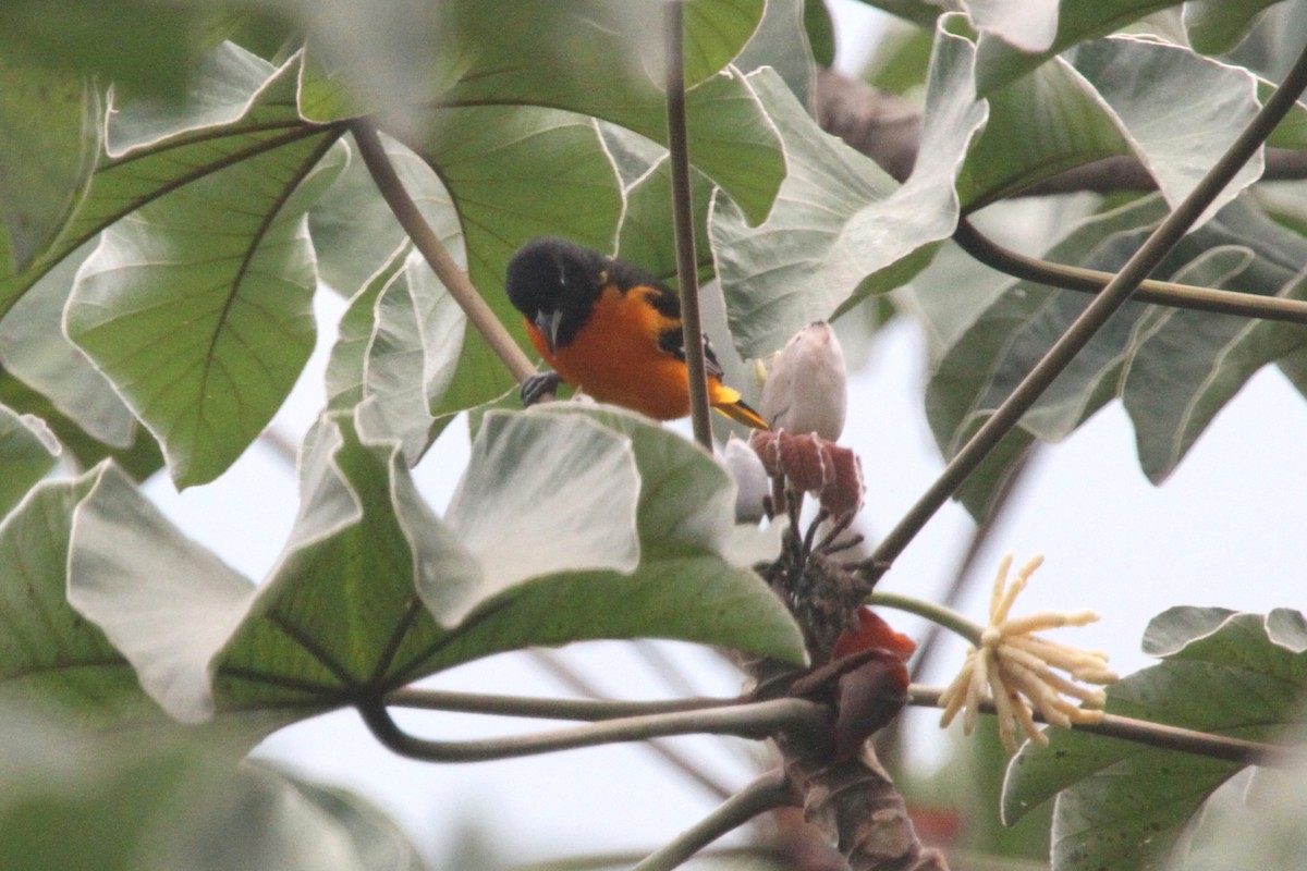 Baltimore Oriole - ML620626387