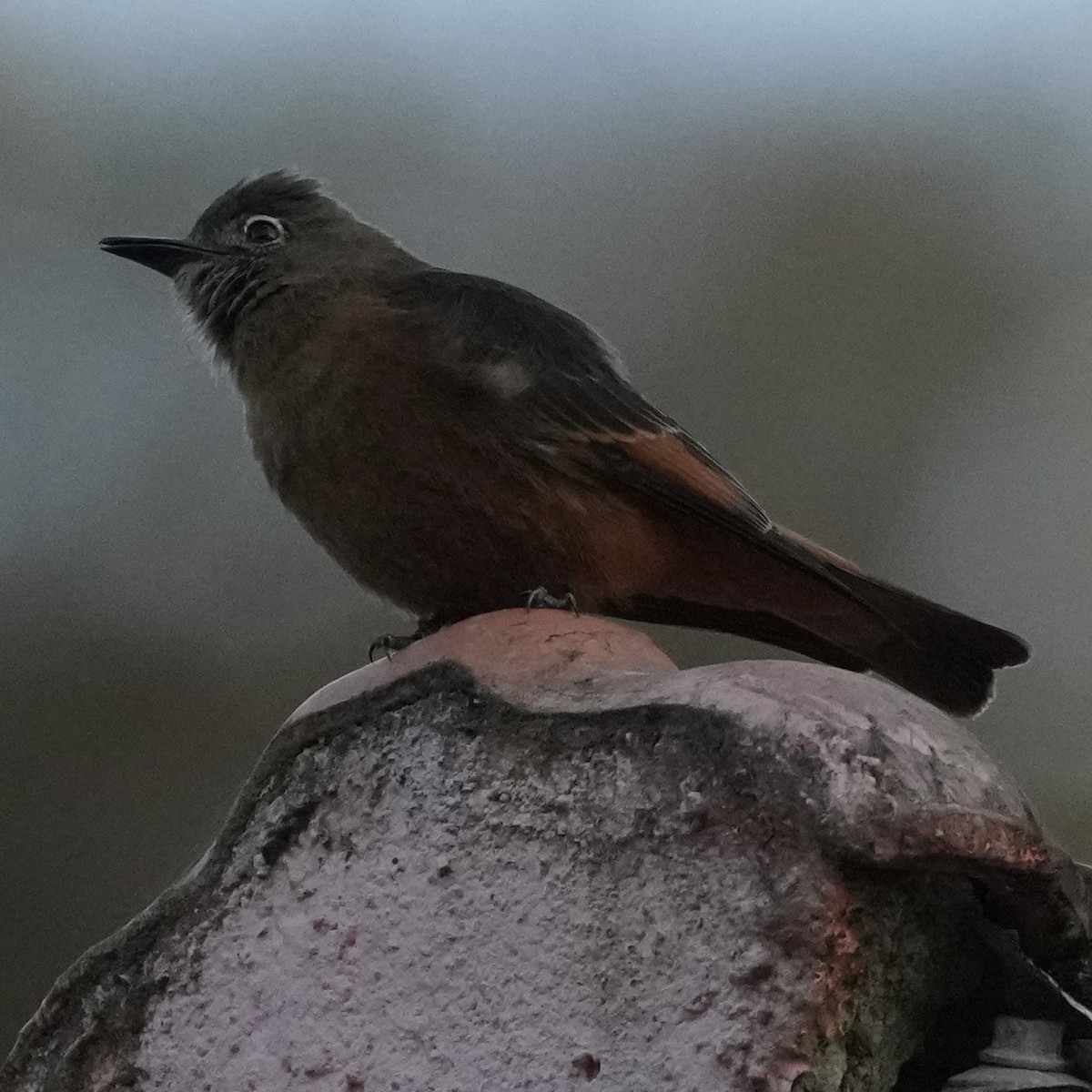 Cliff Flycatcher - ML620626388