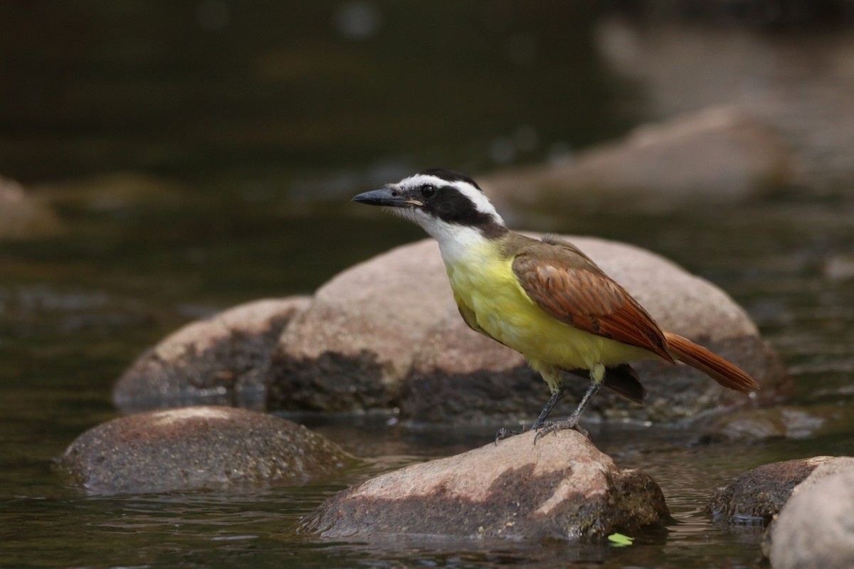 Great Kiskadee - ML620626389